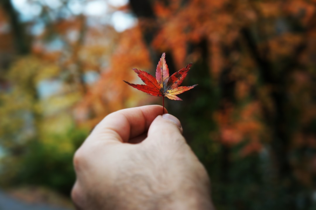 red and brown maple leaf on persons hand