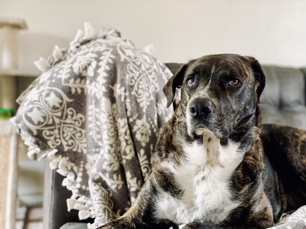 black and white short coated dog on white and brown textile