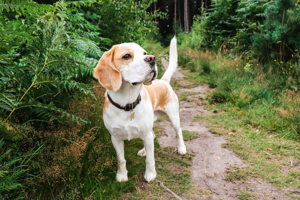 white and brown beagle on green grass during daytime