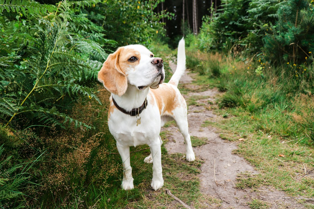Beagle tricolor com coleira parado em trilha no meio da vegetação