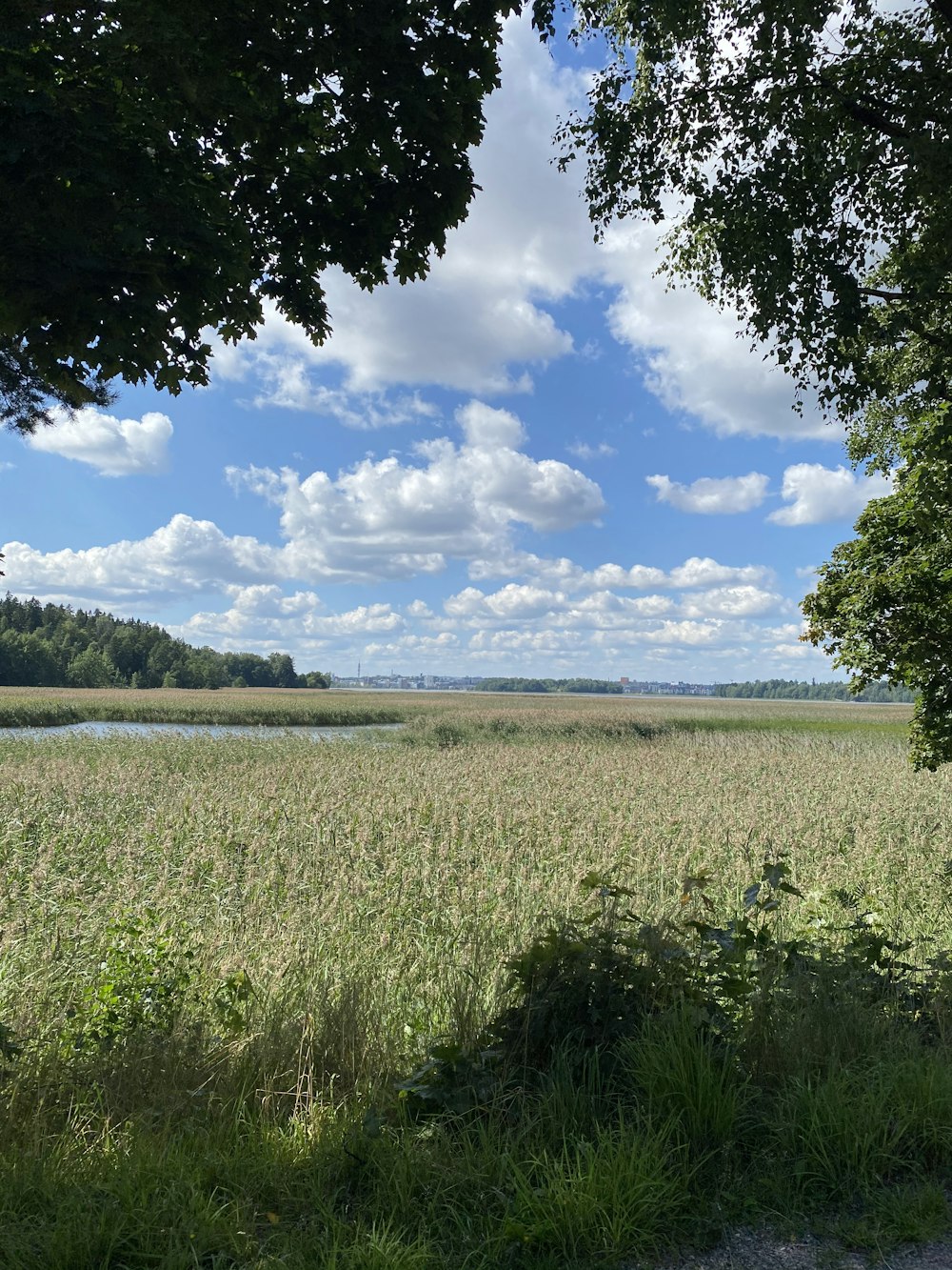 green grass field near lake under blue sky and white clouds during daytime