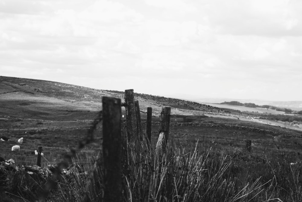 grayscale photo of wooden fence on grass field