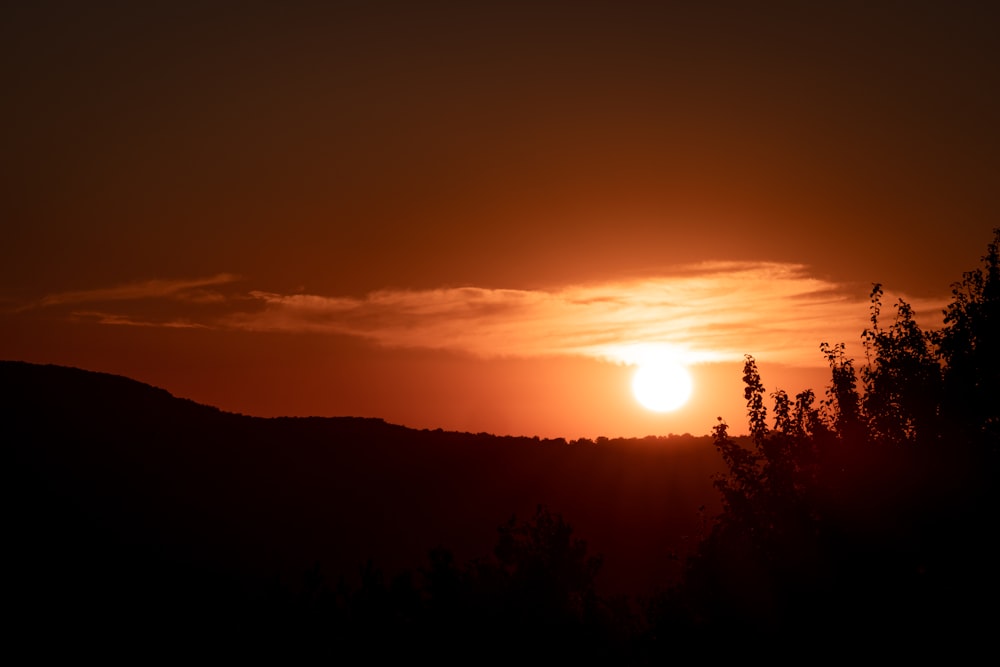 silhouette of trees during sunset