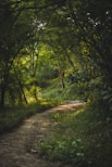 green trees on brown dirt road