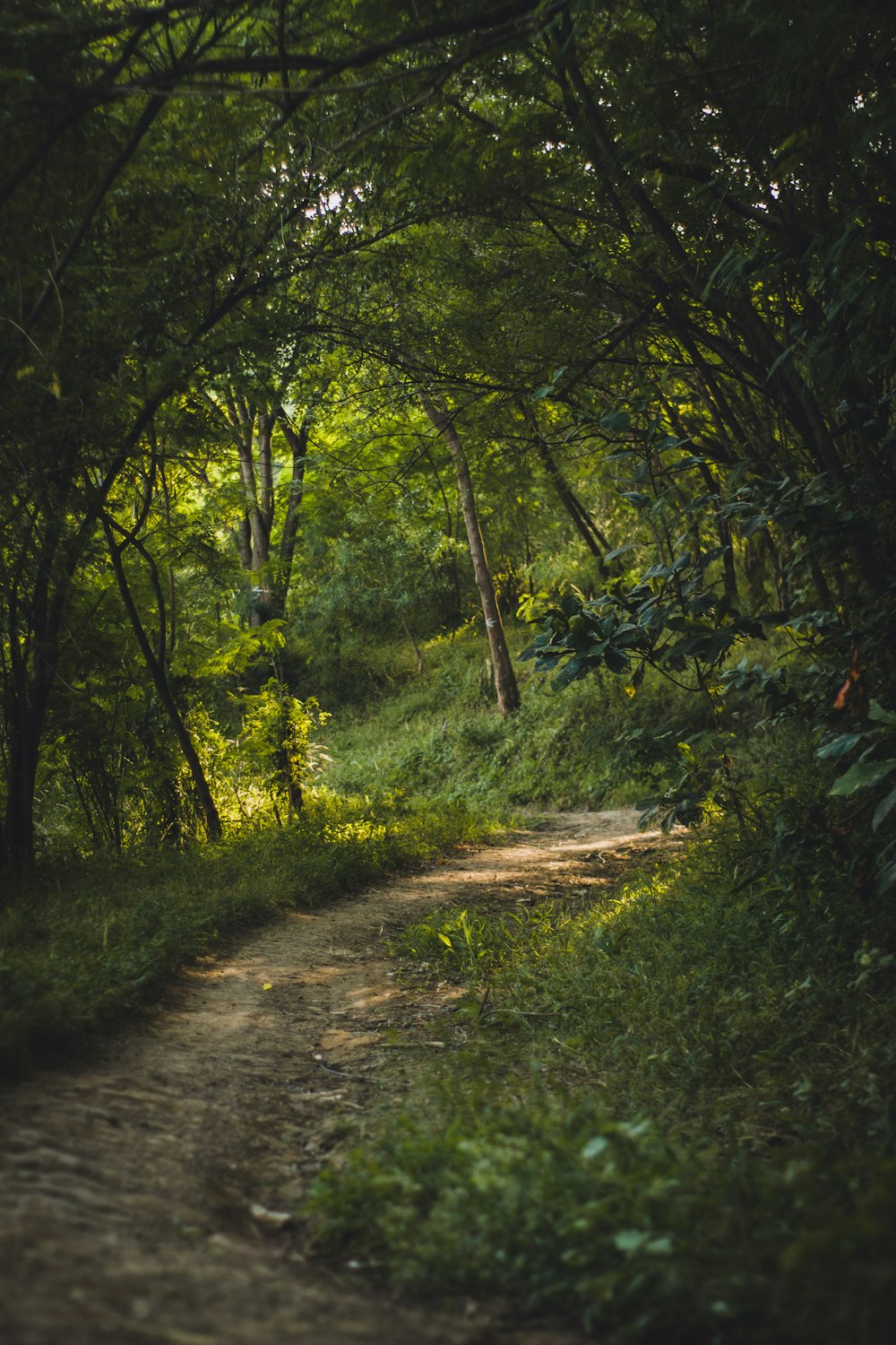 arbres verts sur un chemin de terre brun