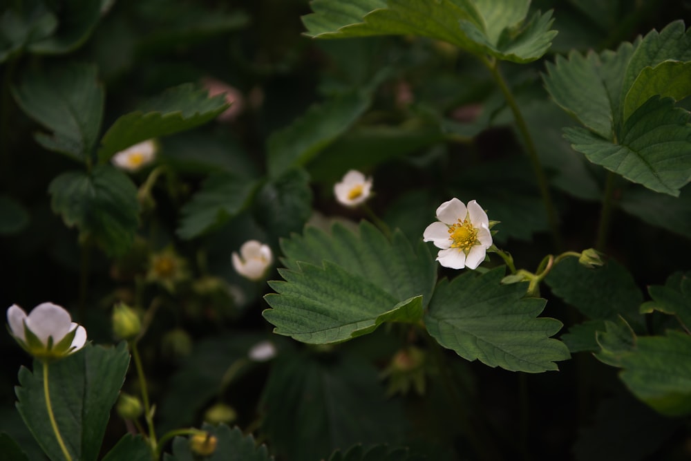 white flower with green leaves