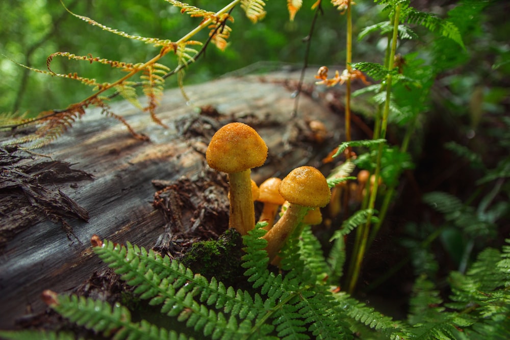 brown mushroom on brown tree trunk