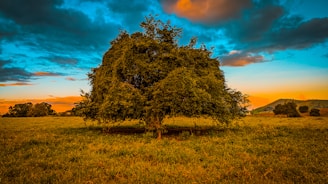 green tree on brown grass field under blue sky during daytime