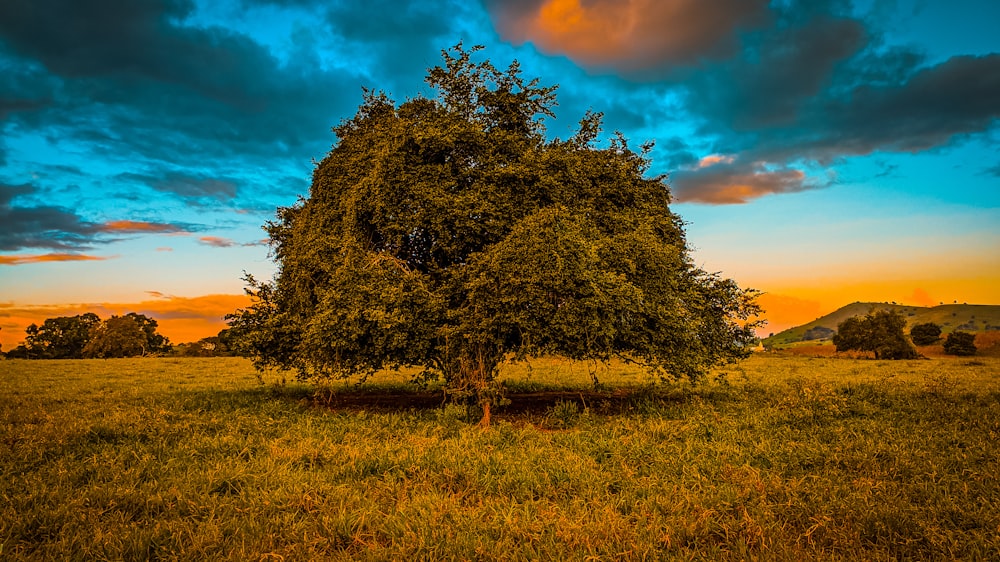 grüner Baum tagsüber auf braunem Rasenfeld unter blauem Himmel