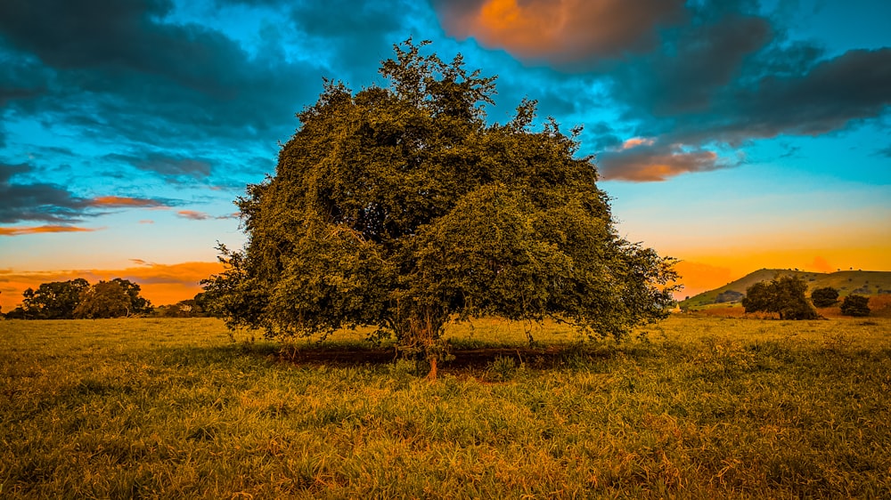 green tree on brown grass field under blue sky during daytime