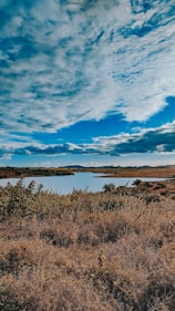 green grass near body of water under blue sky during daytime
