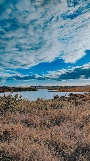 green grass near body of water under blue sky during daytime