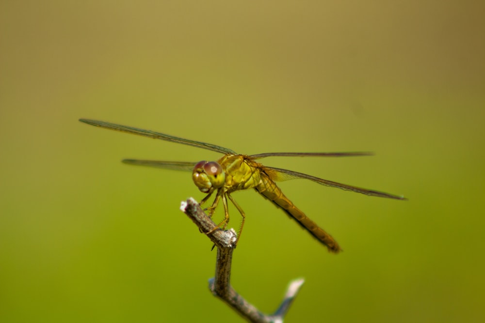 brown dragonfly perched on brown stick in close up photography during daytime