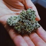 A hand holding several buds of marijuana, with visible trichomes giving a frosty appearance. The buds display a mix of green hues with hints of orange and brown pistils.