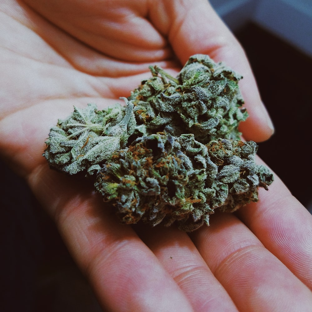 green and brown plant on persons hand