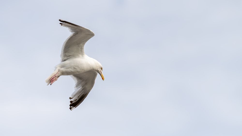 white gull flying under white clouds during daytime