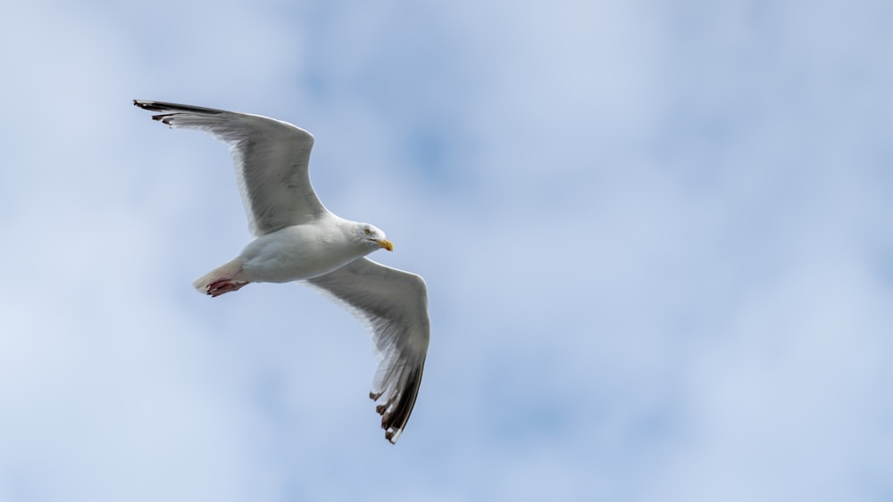 weißer Vogel, der tagsüber unter blauem Himmel fliegt