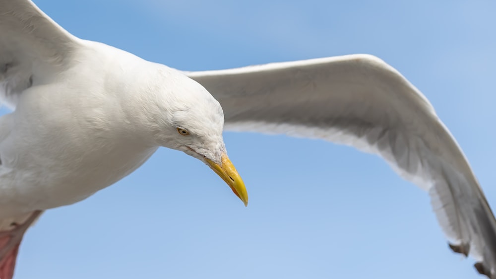 white bird flying during daytime