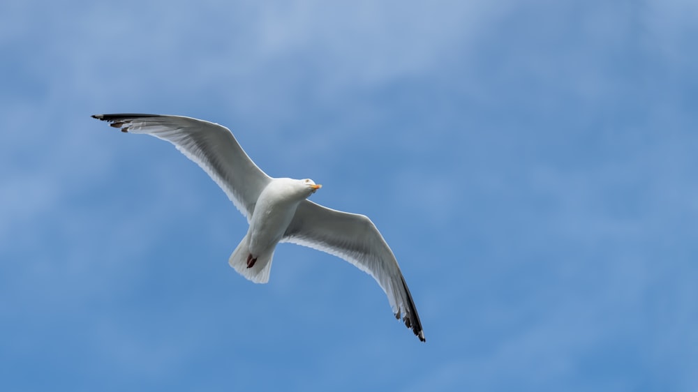gaviota blanca volando bajo el cielo azul durante el día