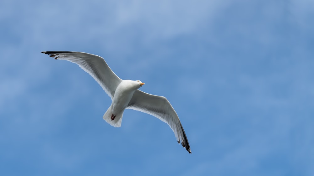 Weiße Möwe, die tagsüber unter blauem Himmel fliegt