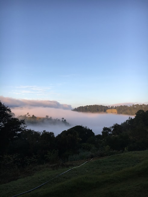 A serene landscape showing a misty morning over a dense green jungle