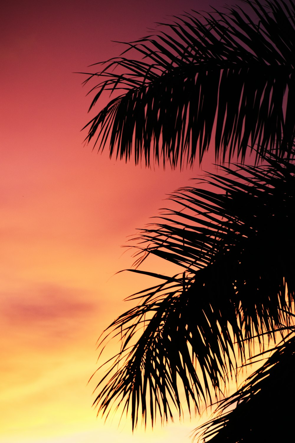 palm tree under cloudy sky during sunset