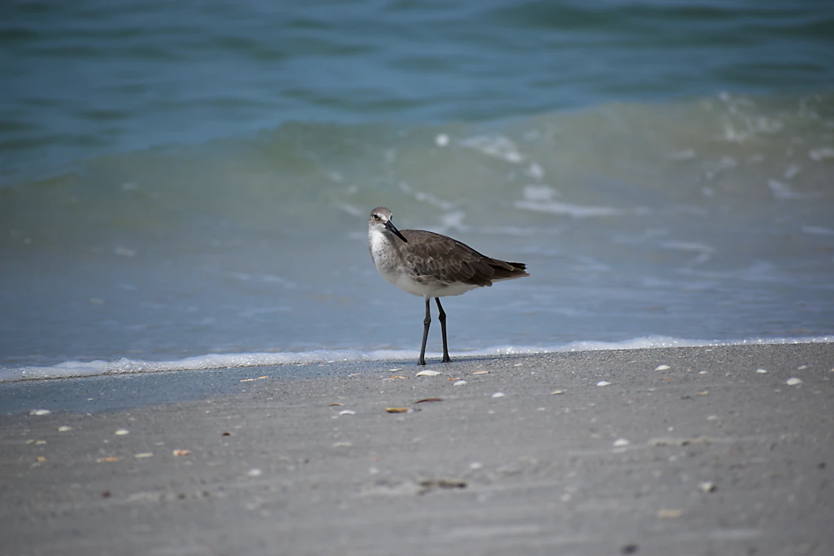 Indian Shores