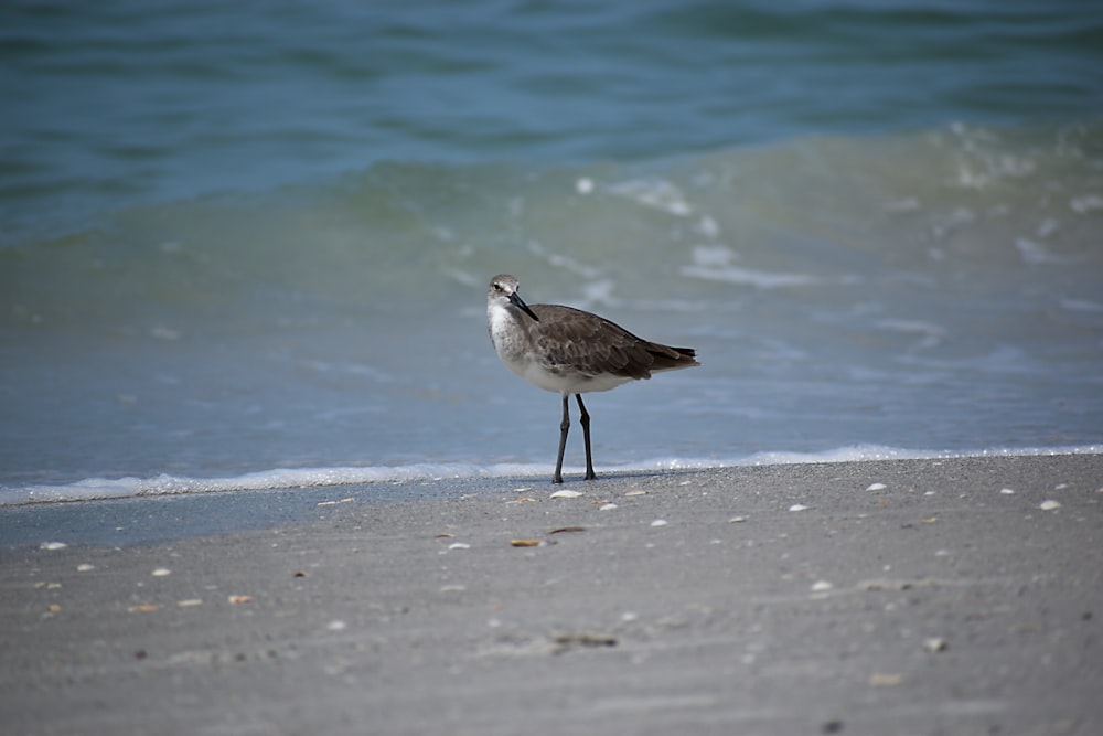white and brown bird on beach shore during daytime
