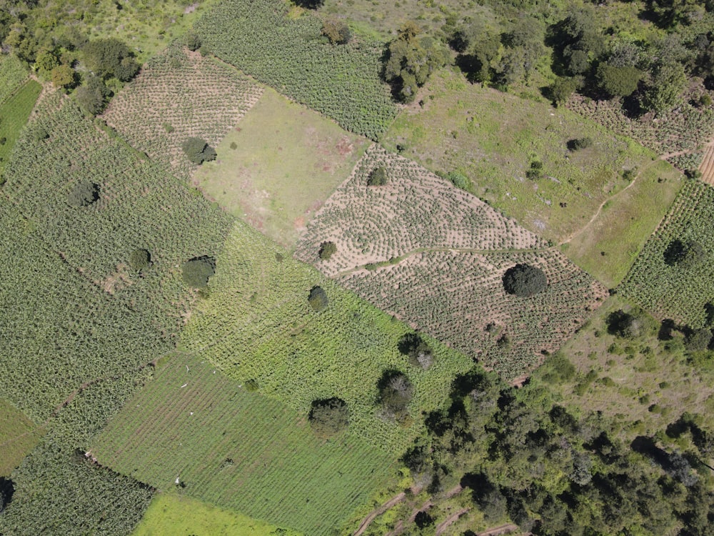 Veduta aerea del campo di erba verde durante il giorno