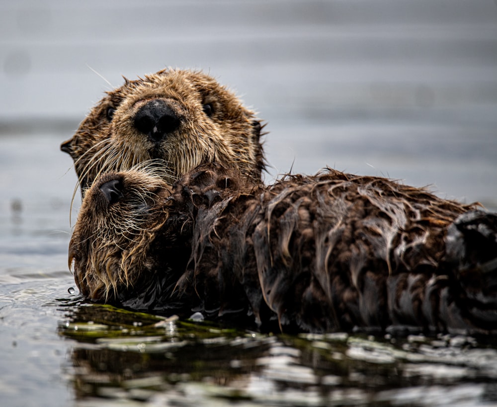 brown seal on water during daytime