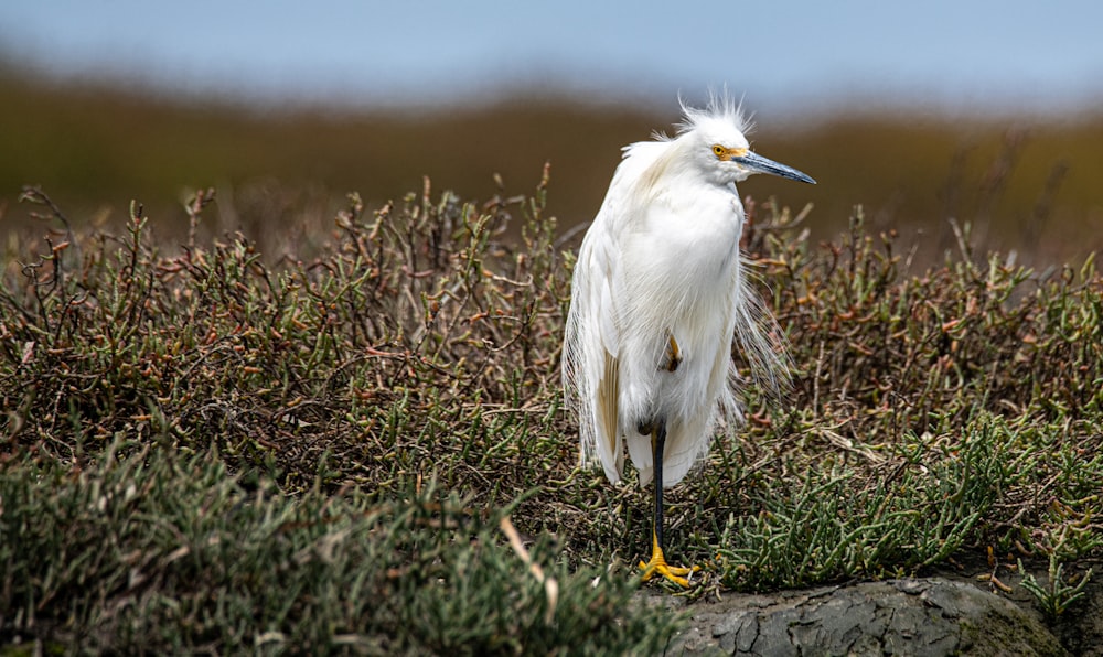 weißer Vogel tagsüber auf grünem Gras