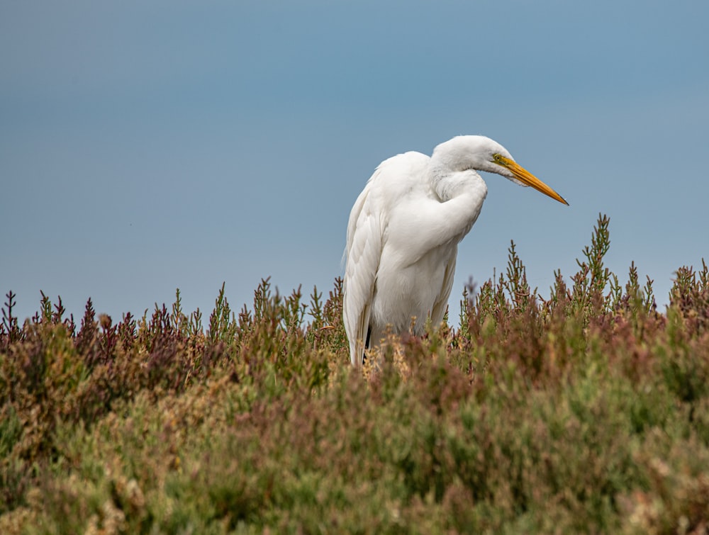 Weißer Reiher fliegt tagsüber unter blauem Himmel