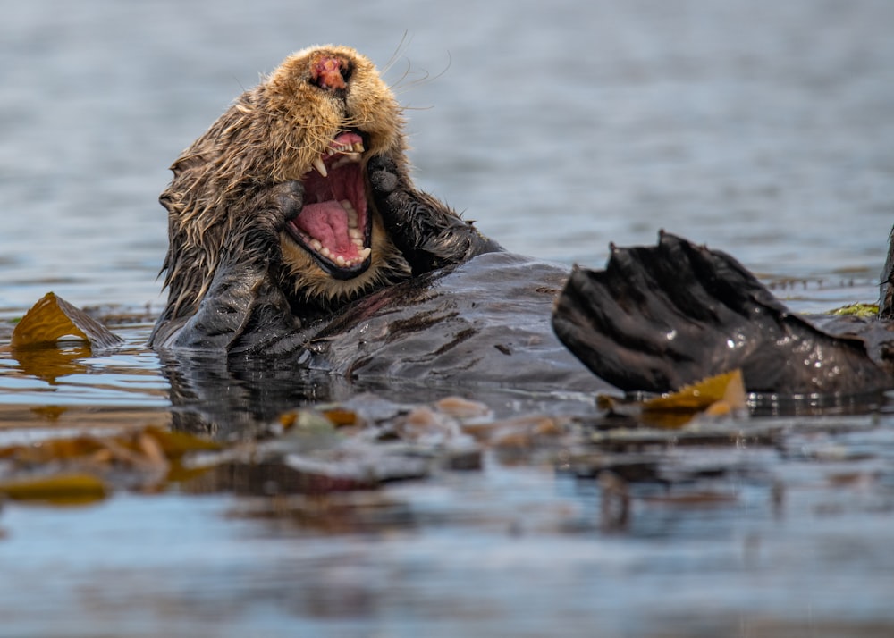 brown sea turtle in water