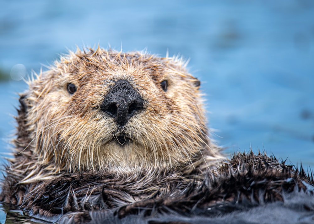 Foca marrón y negra en el agua