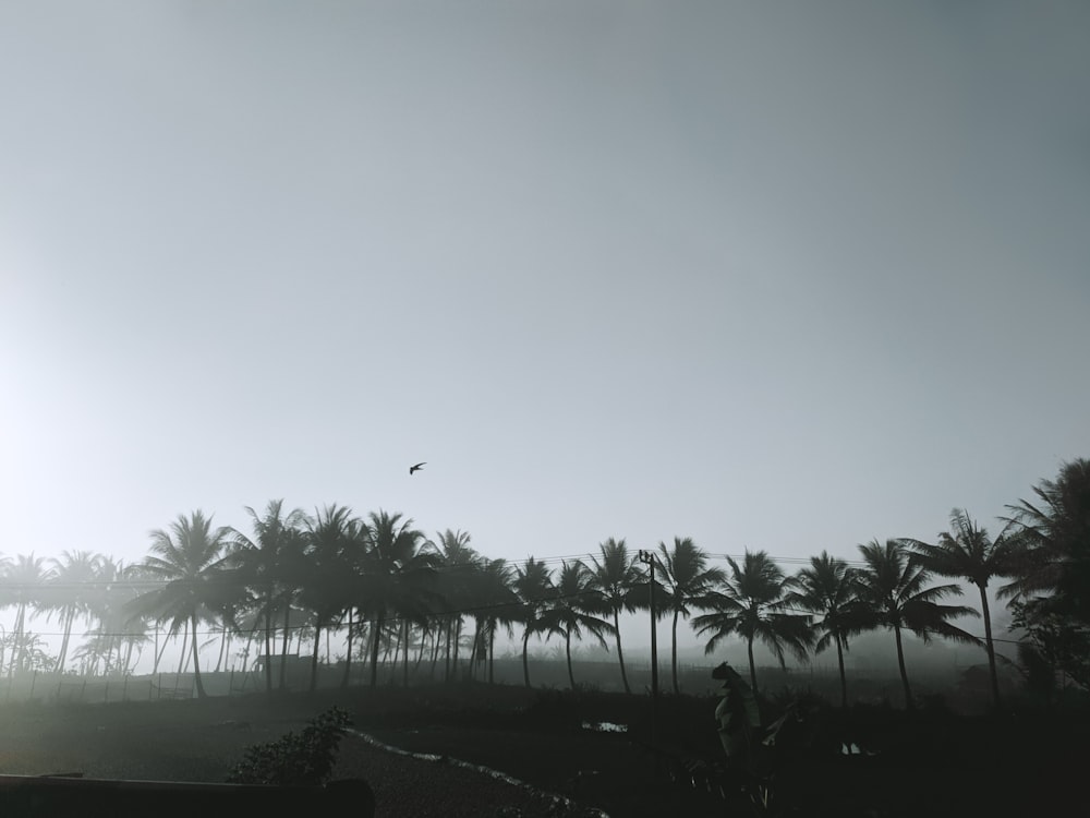 palm trees under gray sky