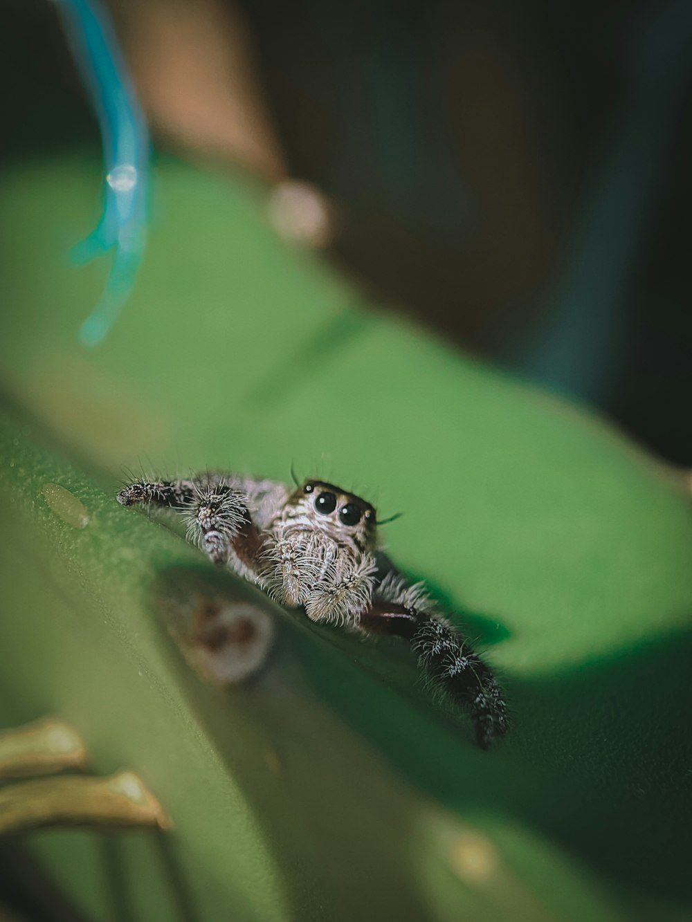 black and white spider on green leaf