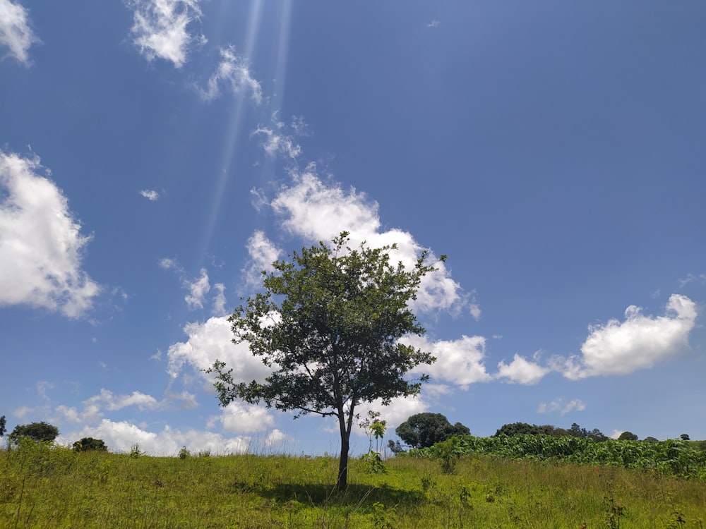 árvores verdes no campo de grama verde sob o céu azul e nuvens brancas durante o dia