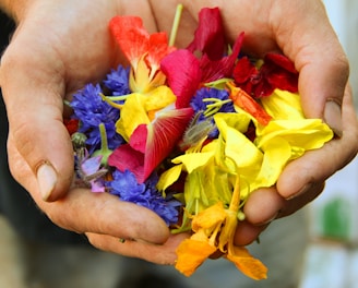 yellow blue and red flower petals on persons hand