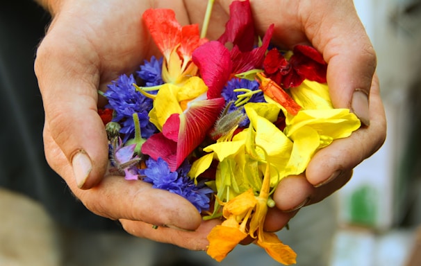 yellow blue and red flower petals on persons hand