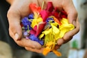 yellow blue and red flower petals on persons hand