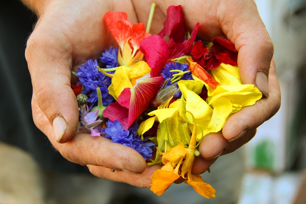 pétalos de flores amarillas, azules y rojas en la mano de las personas