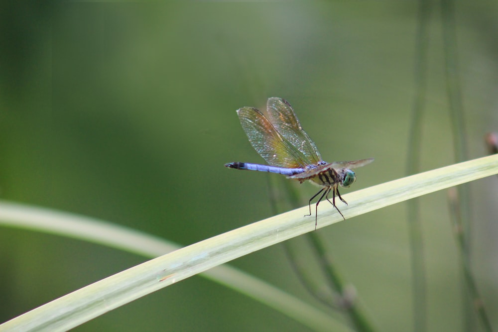 blue and black dragonfly on green grass during daytime
