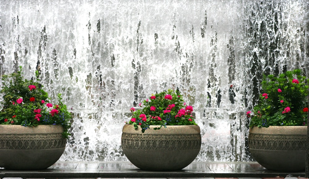 pink flowers in brown clay pot