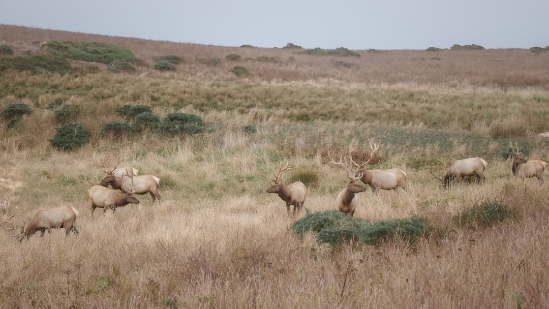 herd of brown deer on brown grass field during daytime