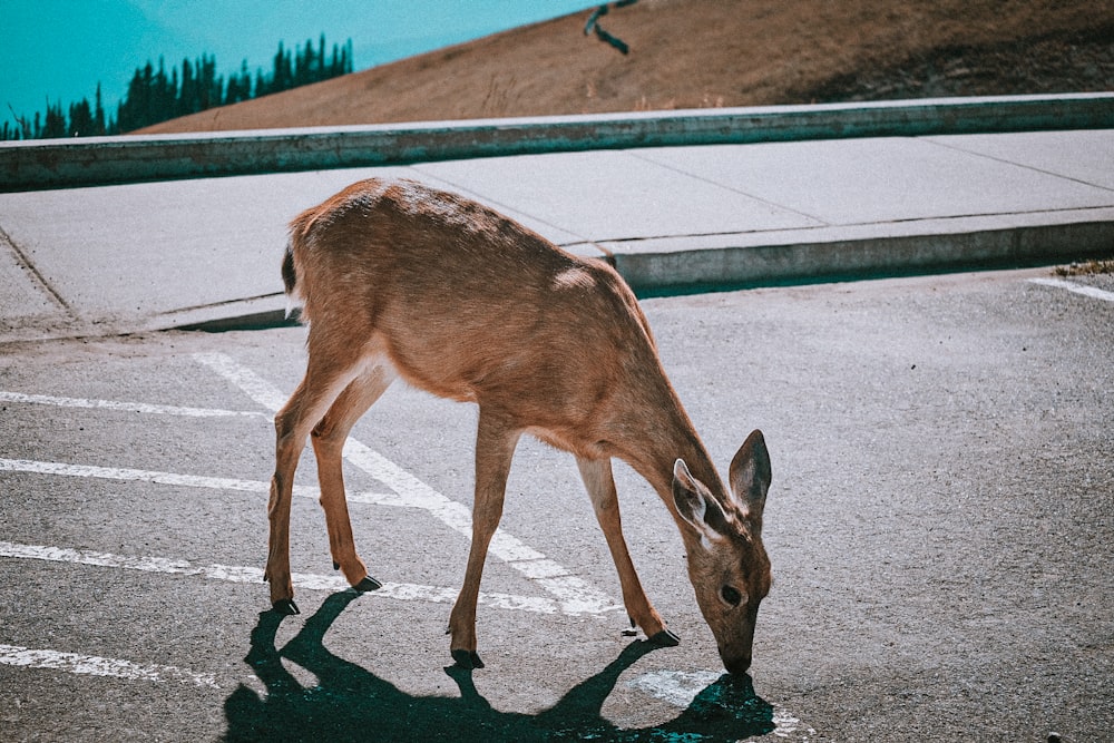 Ciervo marrón en una carretera asfaltada gris durante el día