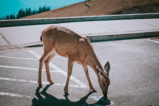 brown deer on gray asphalt road during daytime in Olympic National Park United States