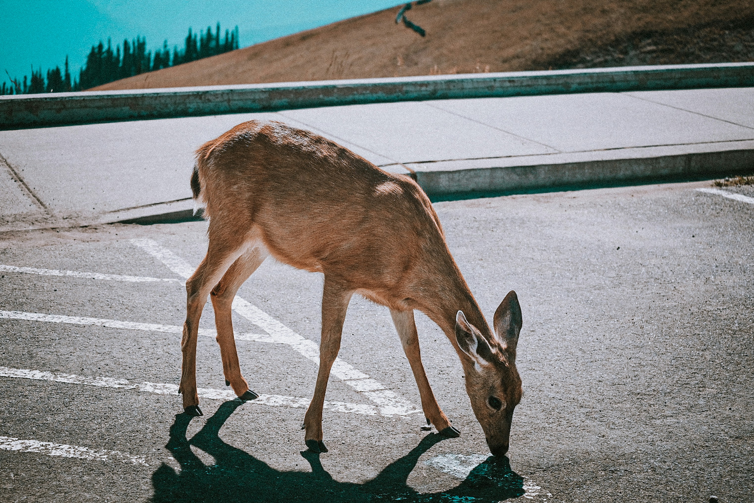 Deer in the middle of a mountain parking lot at Olympic National Park