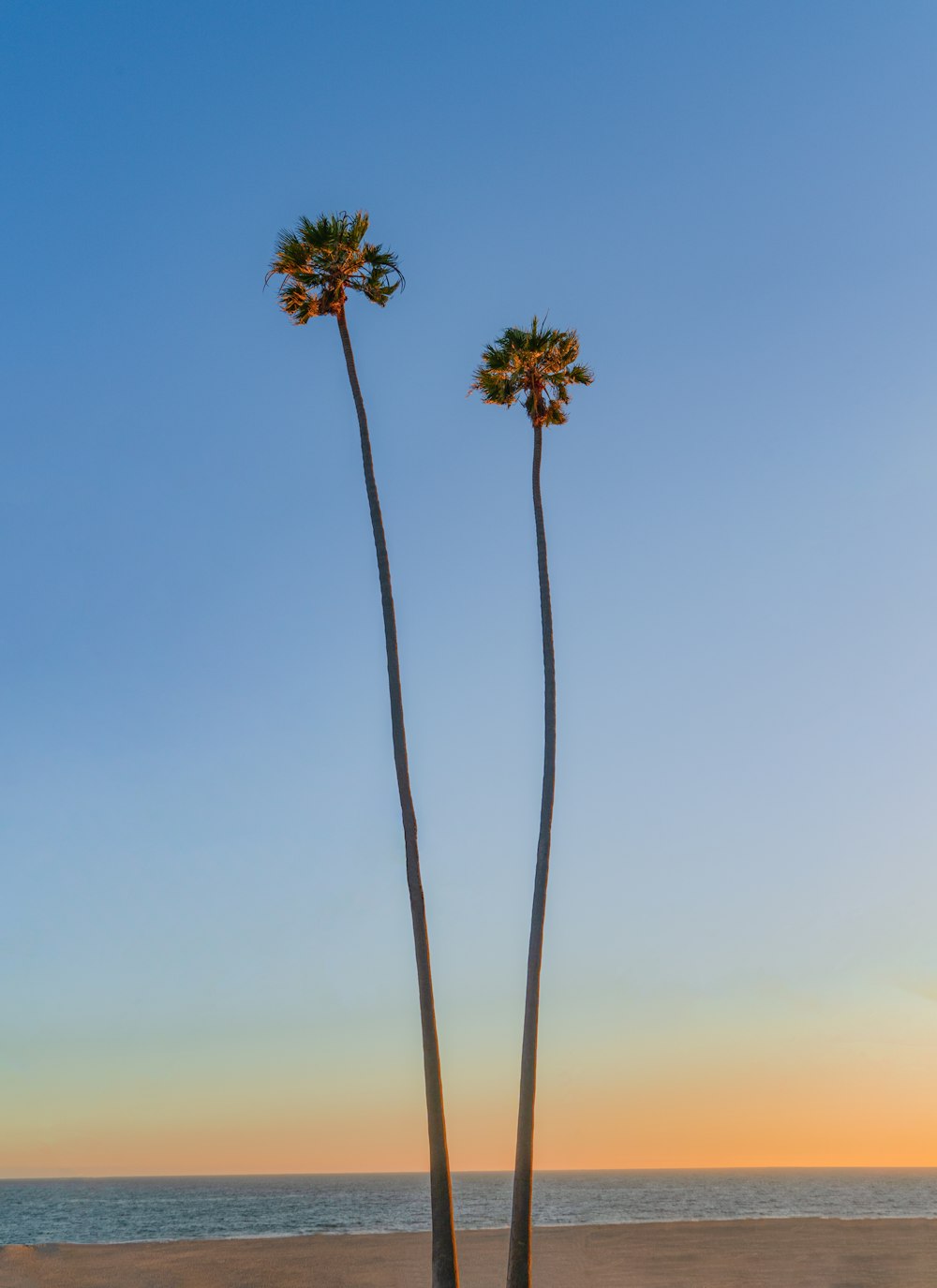 green palm tree under blue sky during daytime