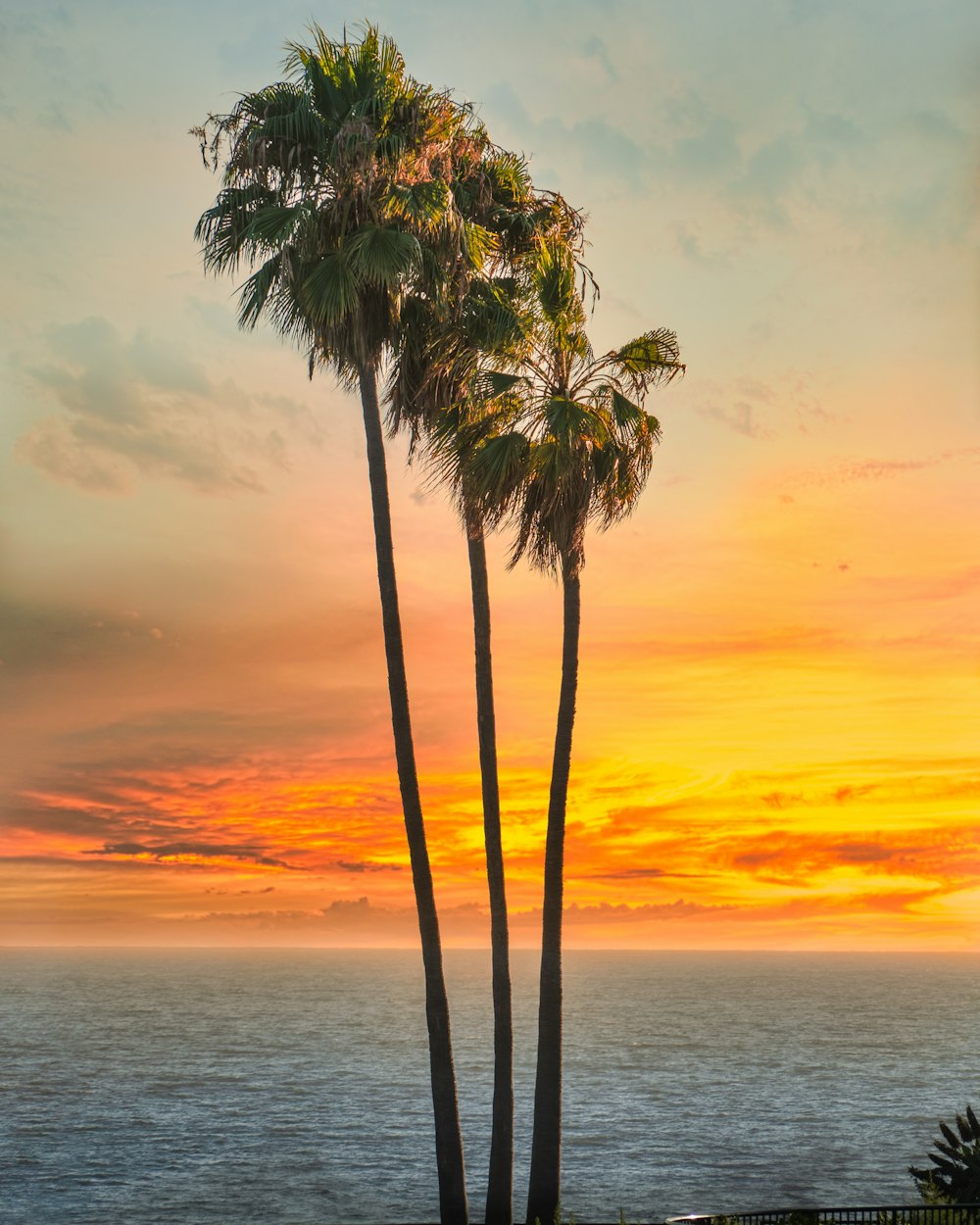 palm tree near body of water during sunset