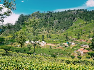 A lush green landscape featuring rolling hills covered in dense foliage and tea plantations. Several small houses with red and white rooftops are scattered throughout the valley. Tall trees and a bright blue sky complete the serene scenery.